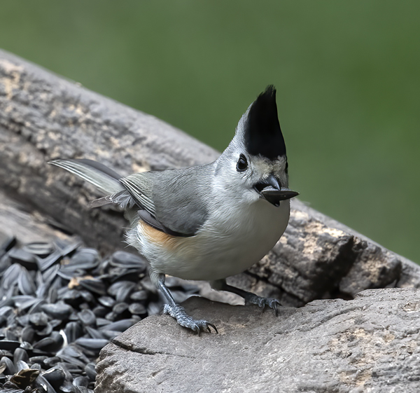 Black-crested_Titmouse_19_TX_001