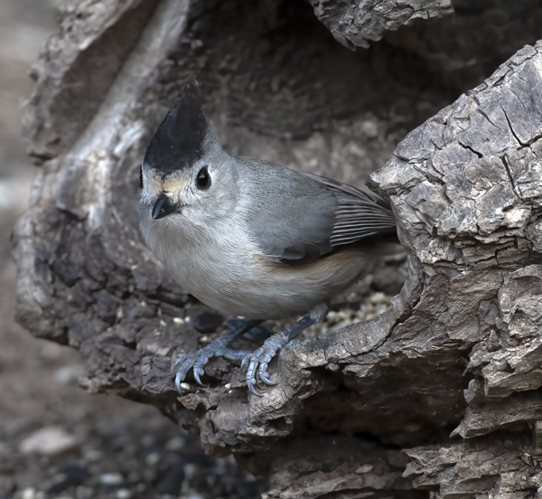 Black-crested_Titmouse_19_TX_007