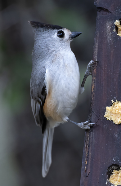 Black-crested_Titmouse_19_TX_012