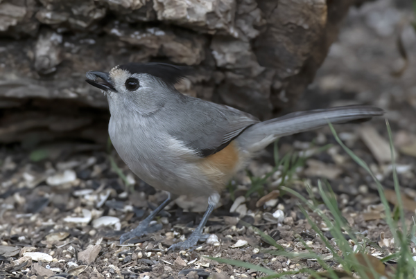 Black-crested_Titmouse_19_TX_022