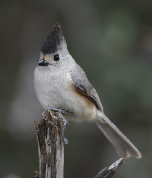 Black-crested_Titmouse_19_TX_027