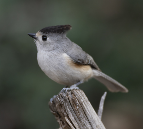 Black-crested_Titmouse_19_TX_037