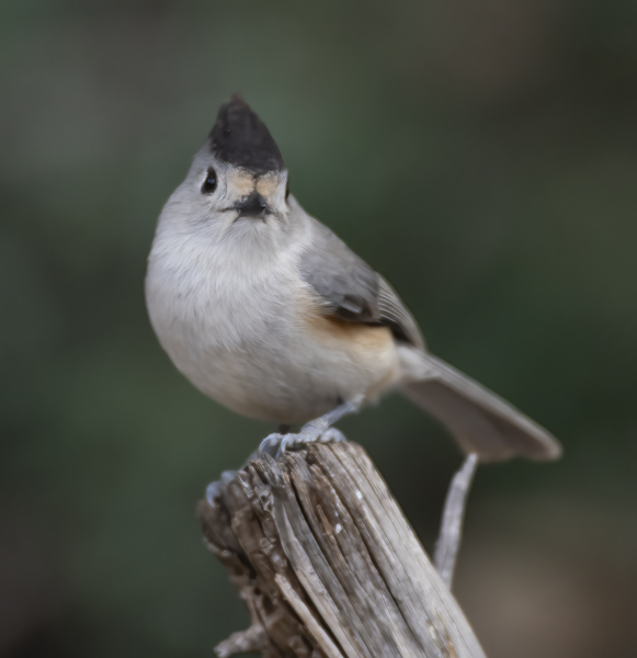 Black-crested_Titmouse_19_TX_039