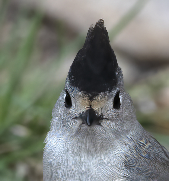 Black-crested_Titmouse_19_TX_063