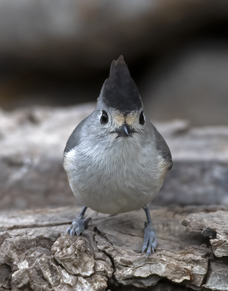 Black-crested_Titmouse_19_TX_064
