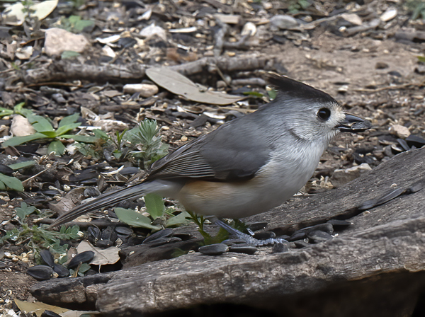 Black-crested_Titmouse_19_TX_076
