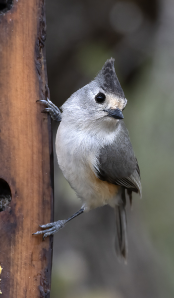 Black-crested_Titmouse_19_TX_090