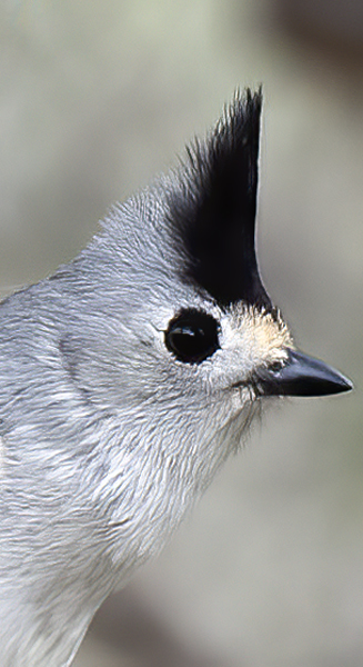 Black-crested_Titmouse_19_TX_112