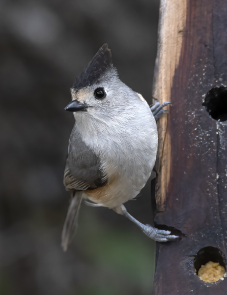 Black-crested_Titmouse_19_TX_121