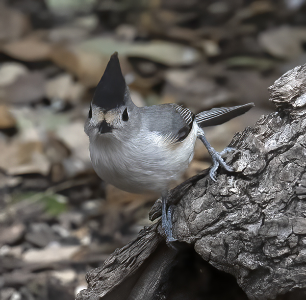 Black-crested_Titmouse_19_TX_124