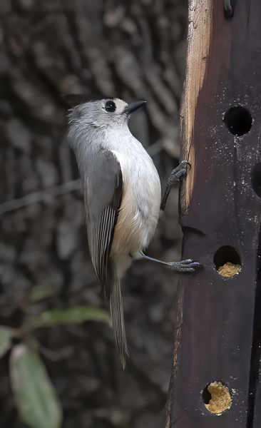 Black-crested_Titmouse_19_TX_129