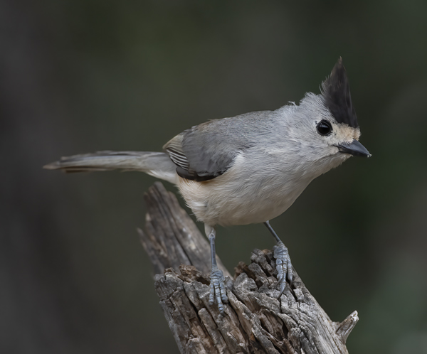 Black-crested_Titmouse_19_TX_132