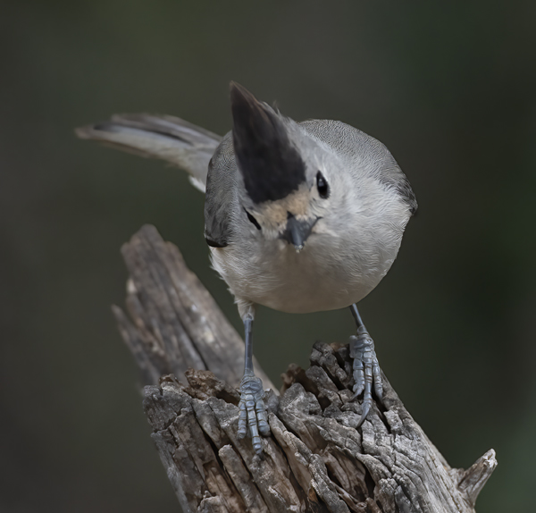Black-crested_Titmouse_19_TX_133