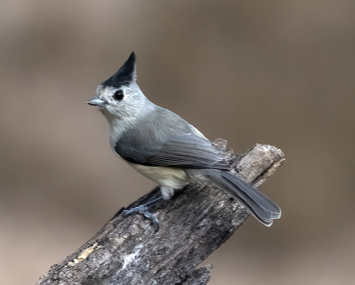 Black-crested_Titmouse_22_TX_001