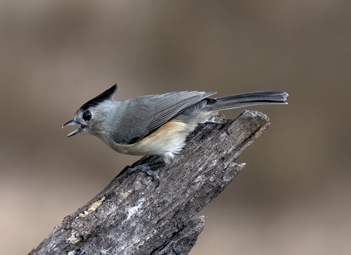 Black-crested_Titmouse_22_TX_002