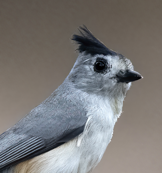 Black-crested_Titmouse_22_TX_008