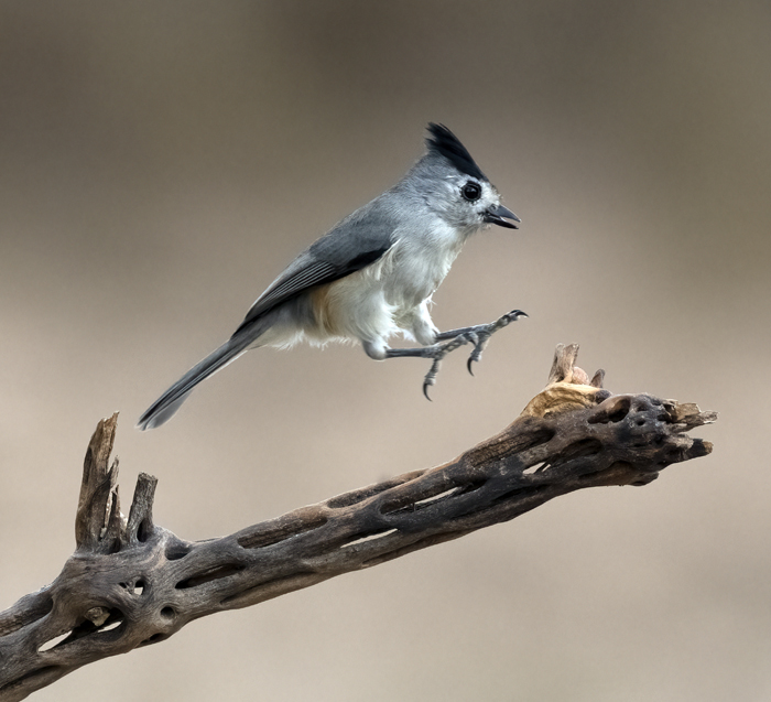 Black-crested_Titmouse_22_TX_014
