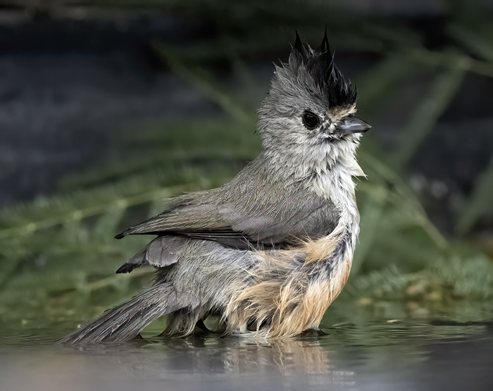 Black-crested_Titmouse_22_TX_019
