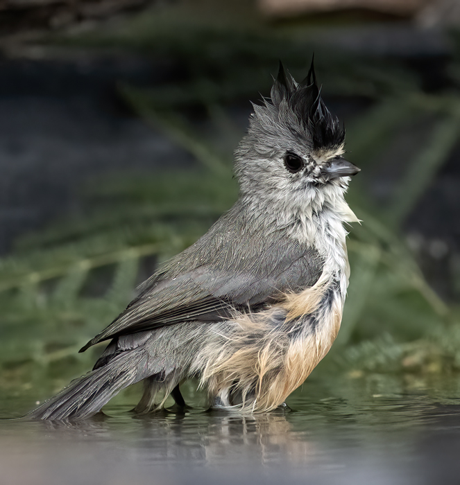 Black-crested_Titmouse_22_TX_020