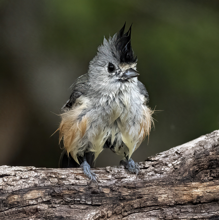 Black-crested_Titmouse_22_TX_024
