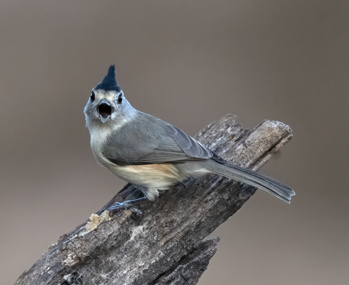 Black-crested_Titmouse_22_TX_030