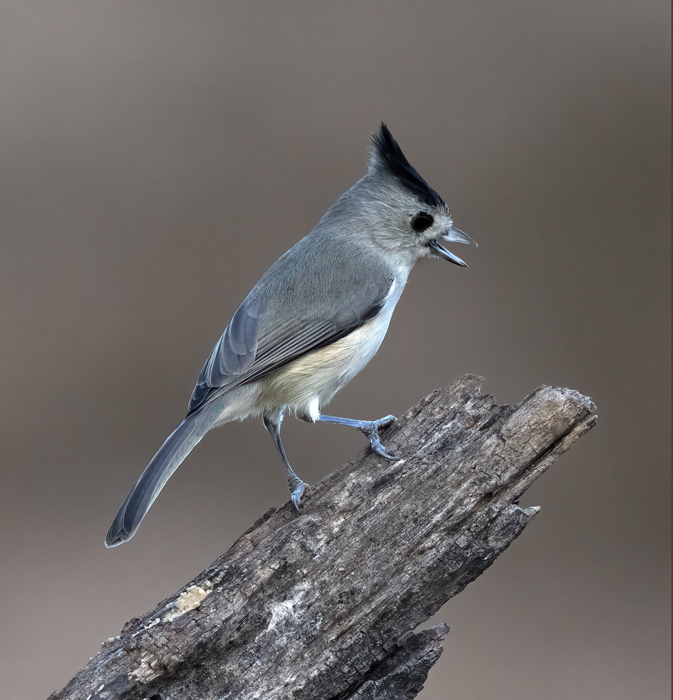 Black-crested_Titmouse_22_TX_037