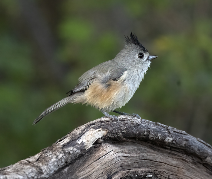 Black-crested_Titmouse_22_TX_053