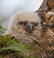 Great Horned Owl Photo