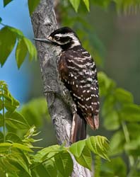 Ladder-backed Woodpecker Photo