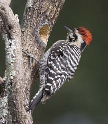 Ladder-backed Woodpecker Photo