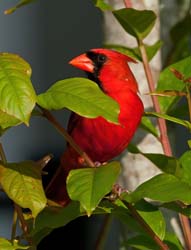 Northern Cardinal Photo