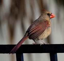 Northern Cardinal Photo